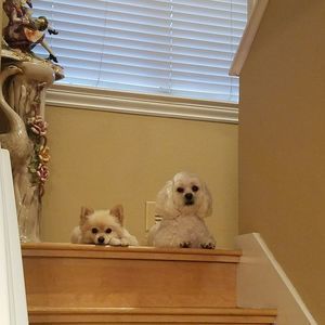 Meet your Posher, Yollie